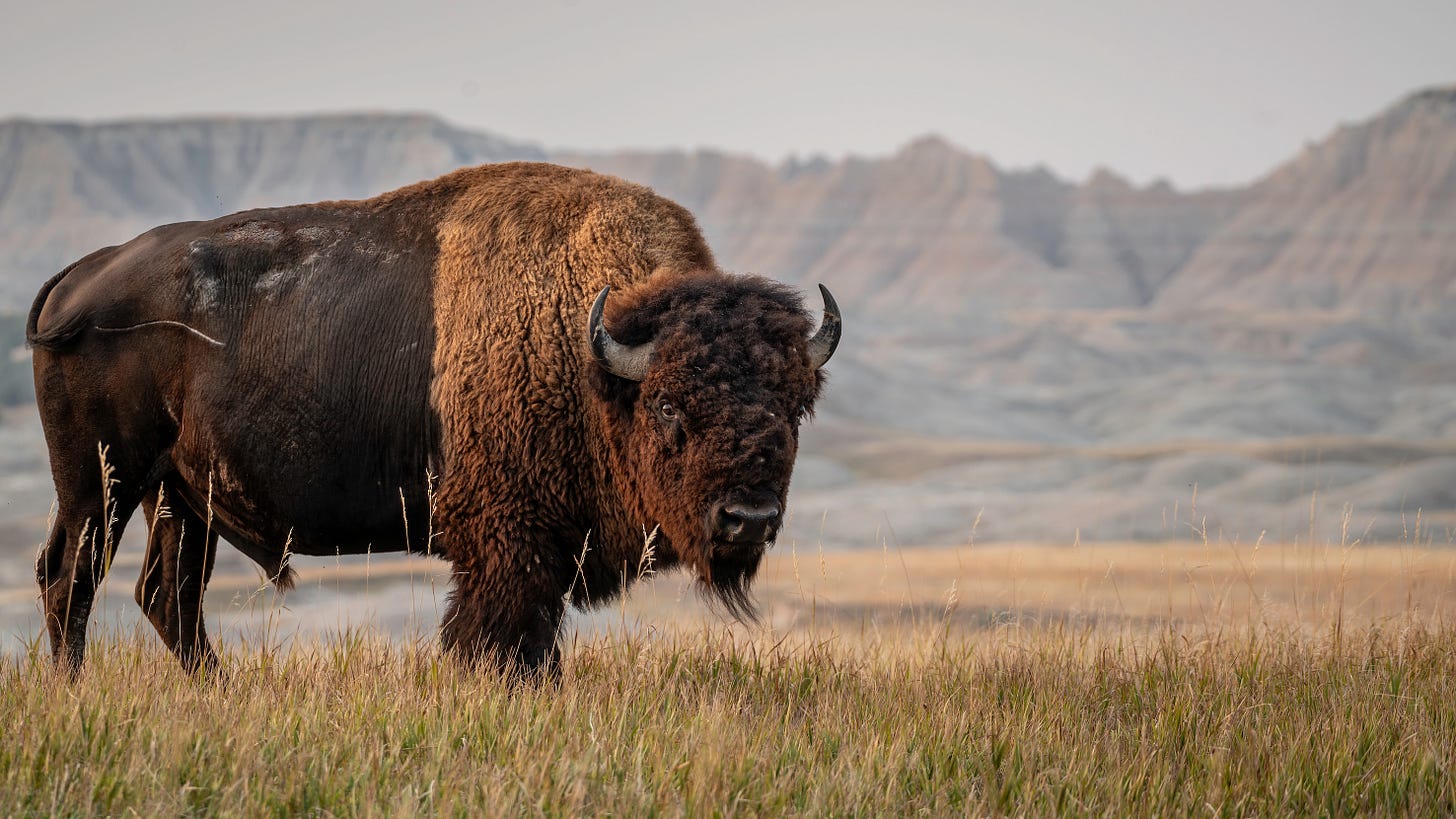 Back from the Brink: How Early Conservationists Saved the American Bison