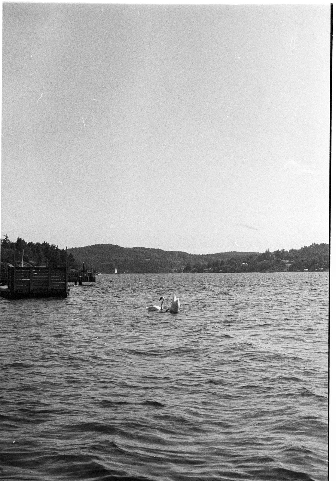 Swans in an ocean bay next to a floating dock. Swans in an ocean bay next to a floating dock.