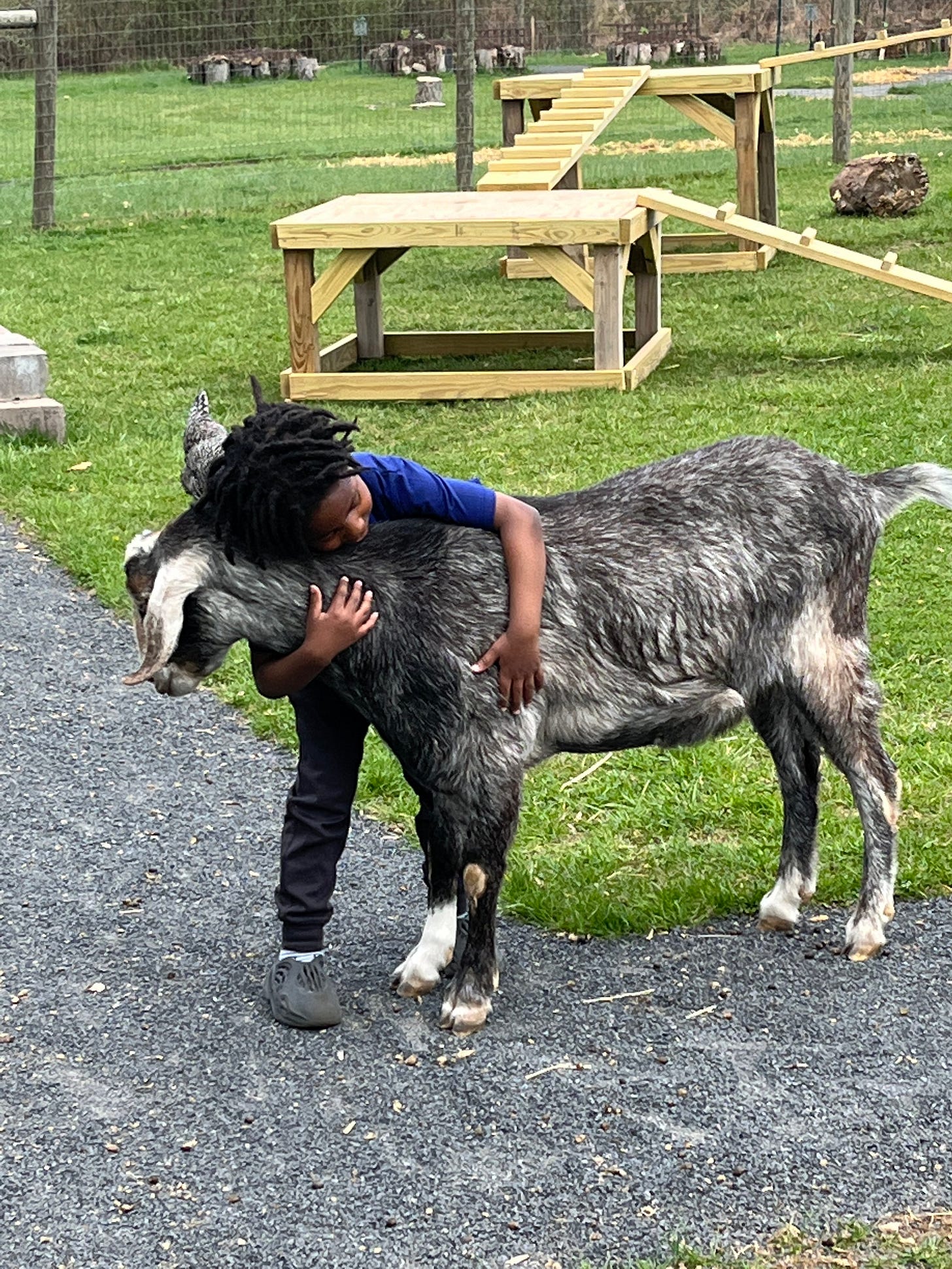 Helping Friendly farm, goat petting Helping Friendly farm, goat petting