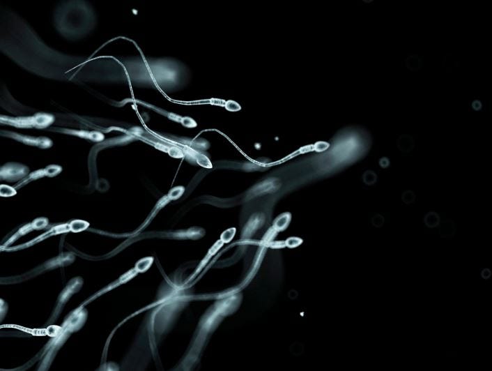 sperm