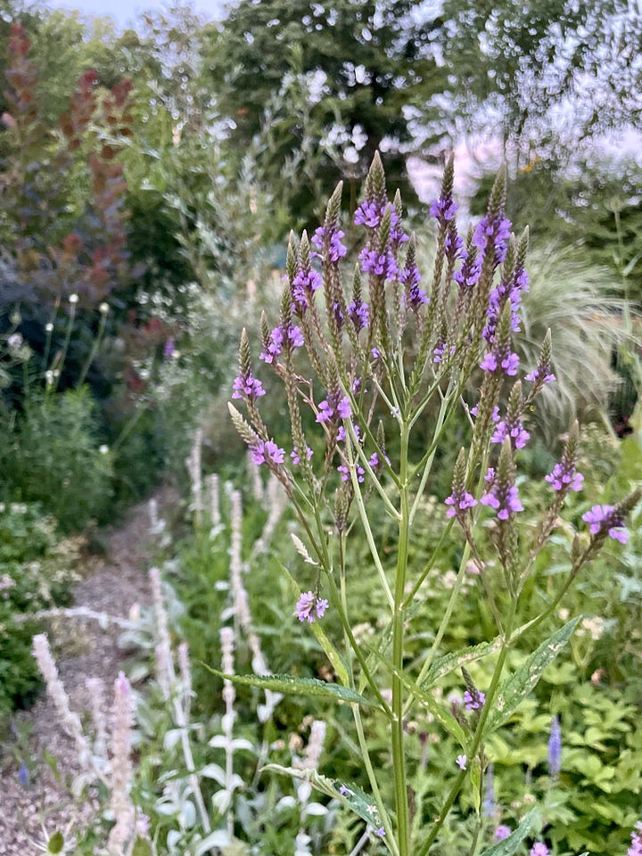 Four very tall plants in the Long Border: Mohr's Rosinweed (Silphium mohrii), teasel, Verbena hasta, and Giant Sunflower (Rudbeckia maxima).