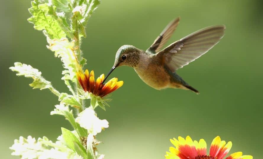 hummingbird nectar