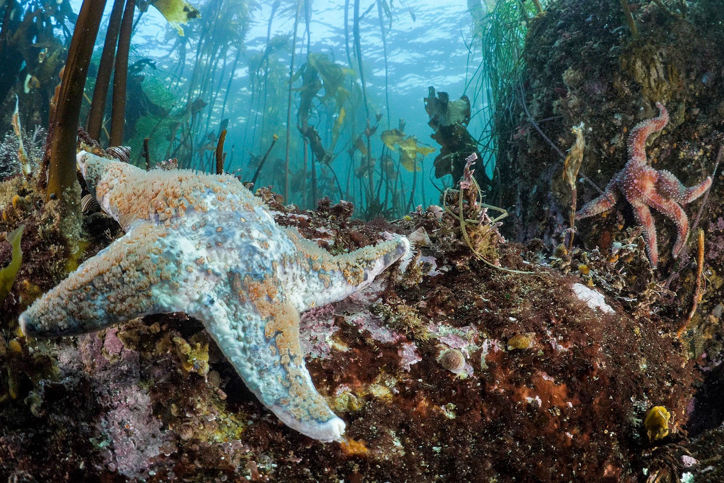 A leather star succumbs to sea star wasting disease.
