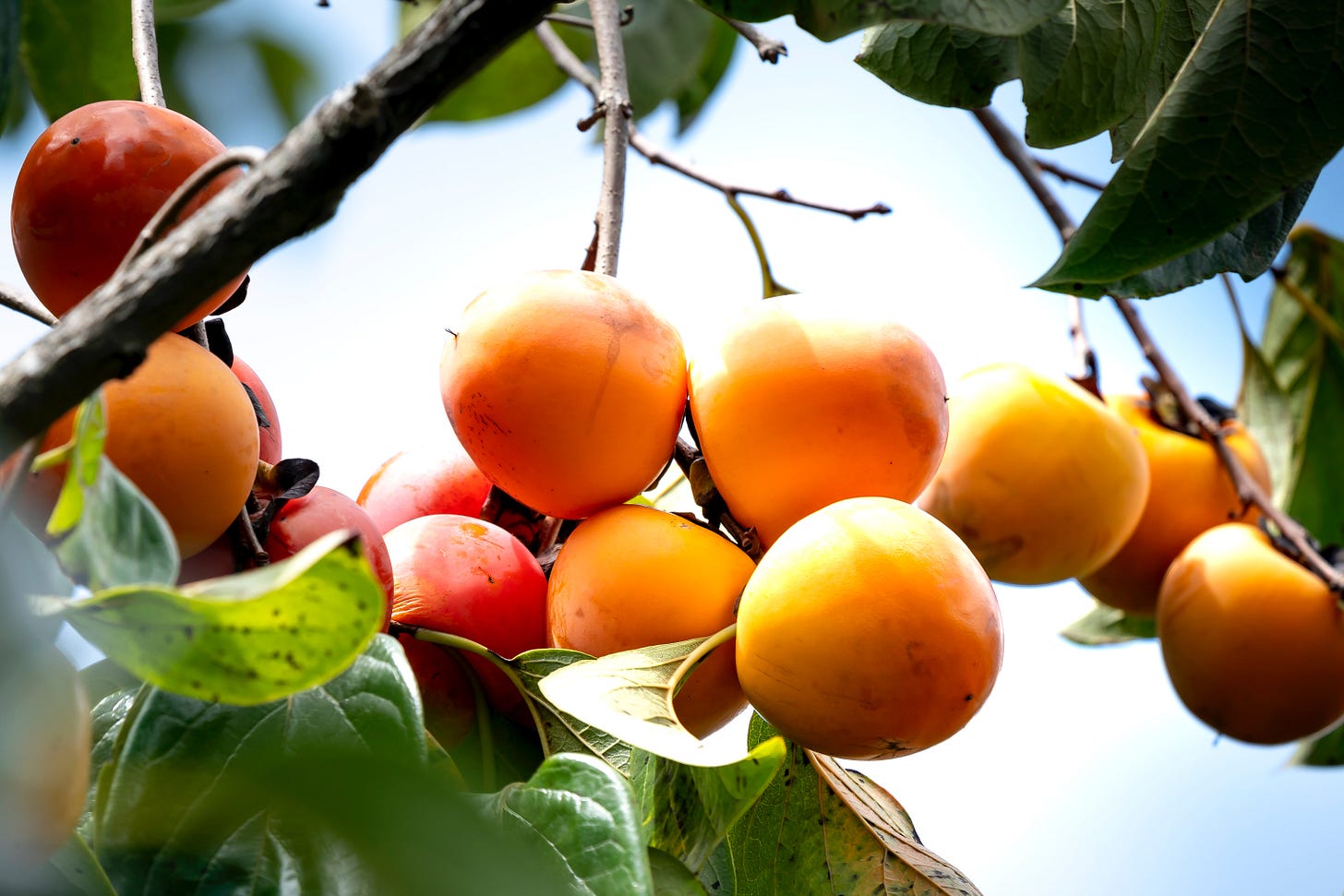 Ripe persimmons on a tree in a garden.