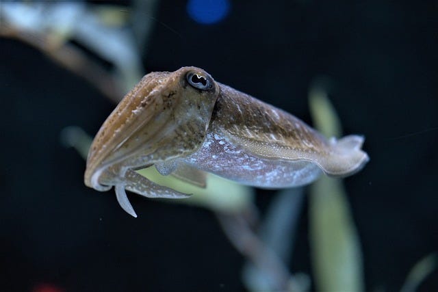 Una seppia in acqua su sfondo scuro. Una seppia in acqua su sfondo scuro.