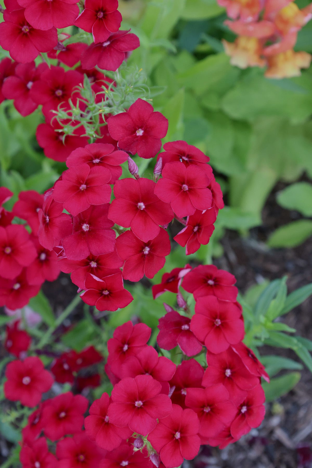 red phlox flowers