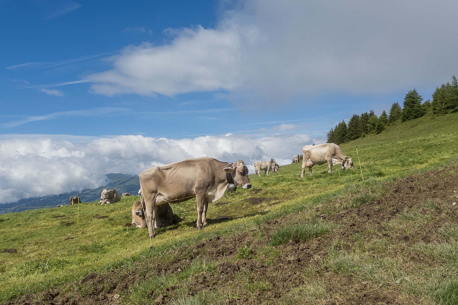 Milchkühe auf der Bündner Alp dil Plaun.