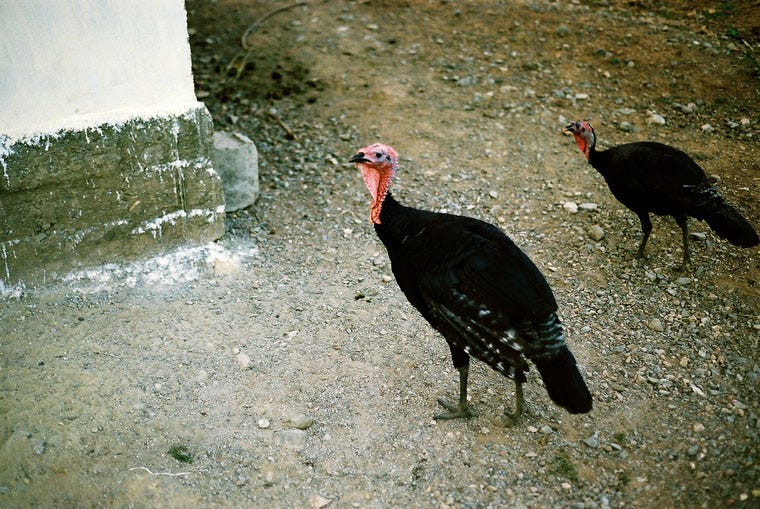 cuba_pastoral019