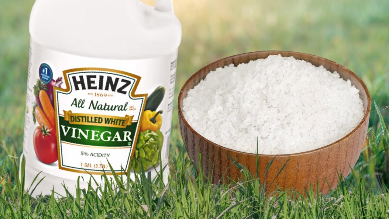 Vinegar And Salt To Kill Weeds