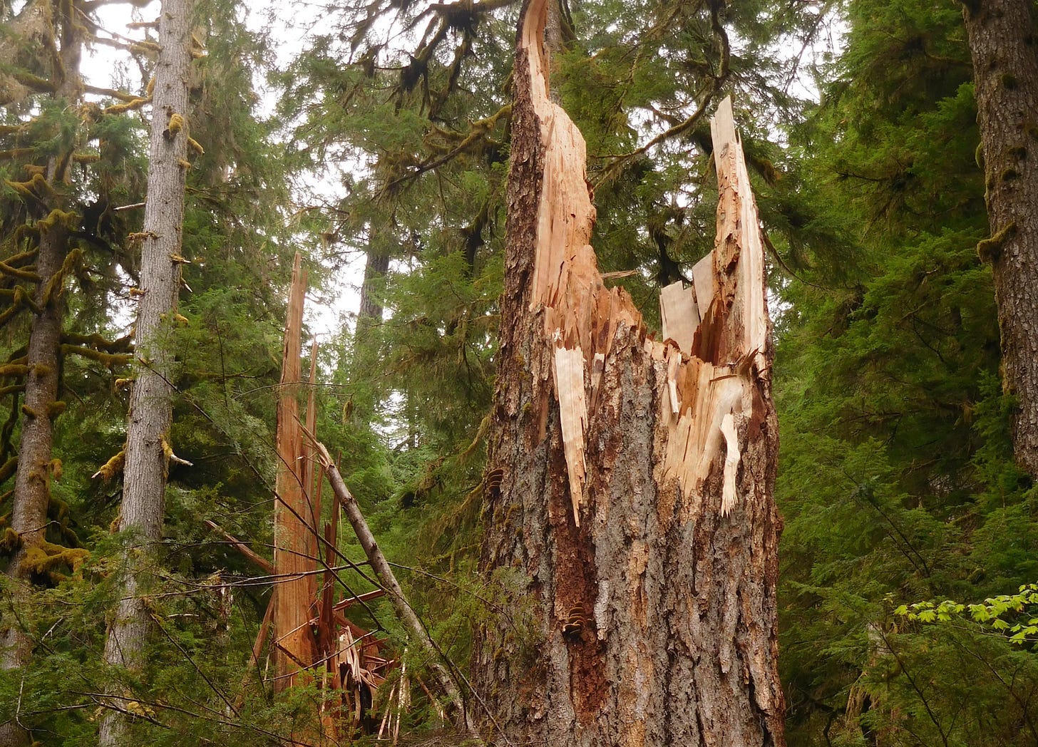 In a forest, shards of bark rise from a large, freshly broken tree trunk.