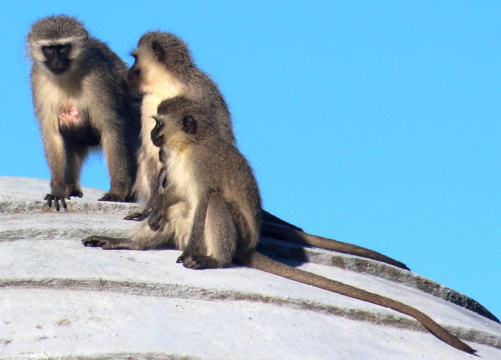 Three vervet monkeys Three vervet monkeys