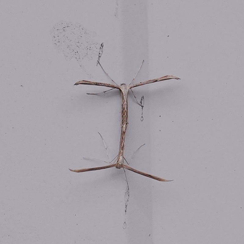 Morning-glory Plume Moth (Emmelina monodactyla)