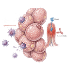 Lipedema and the “Immunological Shield” Hypothesis