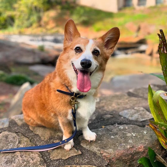 a photo of Dylan, a red and white Pembroke Welsh Corgi, sitting on a low stone wall. He is smiling at the camera.