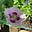 Kitty Lucky's avatar