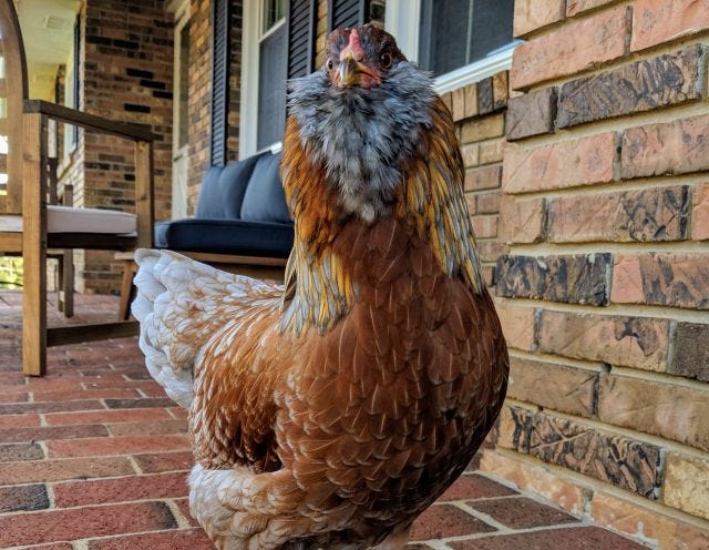Chicki Chicki