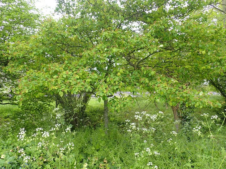 Examples of juneberry shrubs growing many stems as hedges or suckering trees