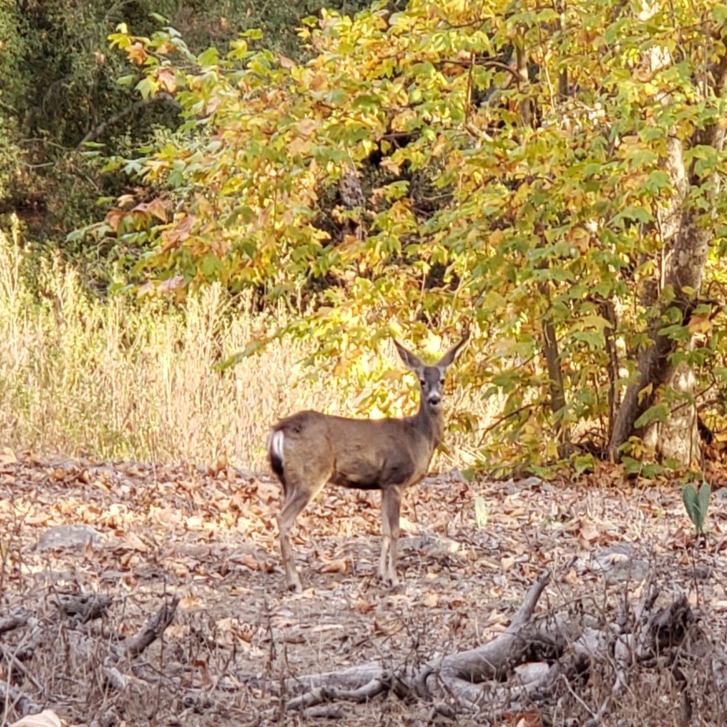 Photo of a deer.