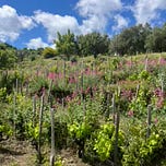 LA MESCITA: All about natural wine - from Pipette Magazine