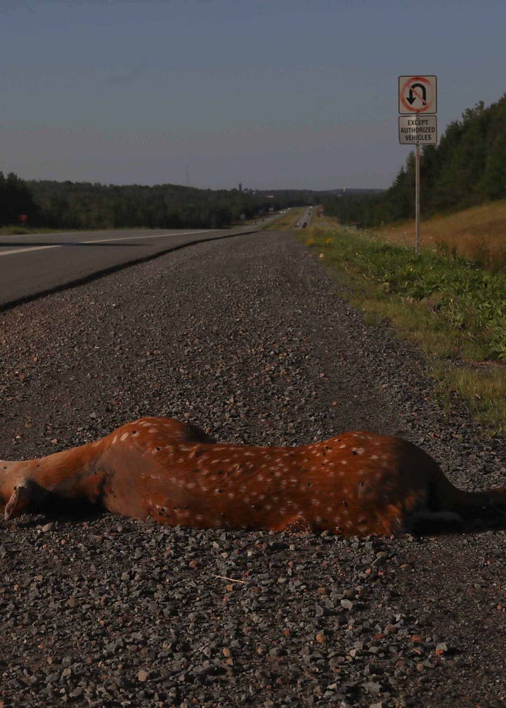 Two photographs. On the left: a deer lies dead beside a highway in early summer light. Second photo: A sign at a local tattoo parlour warns clients: "No crying allowed." (Credit: Nancy Forde)