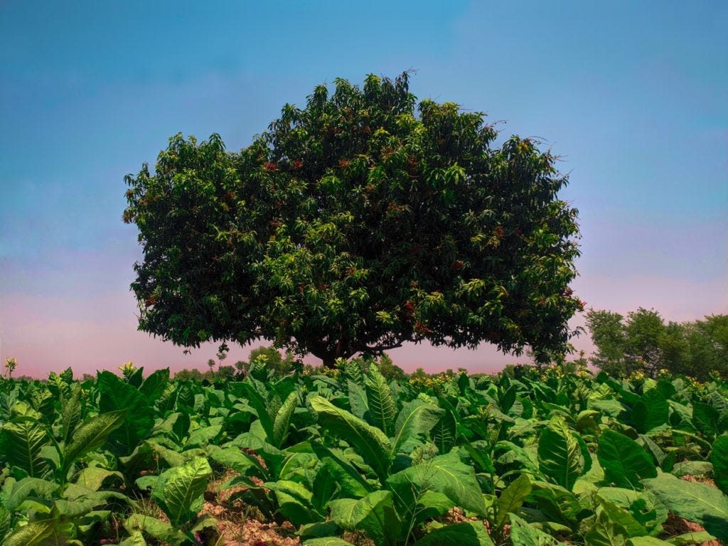 tobacco plants