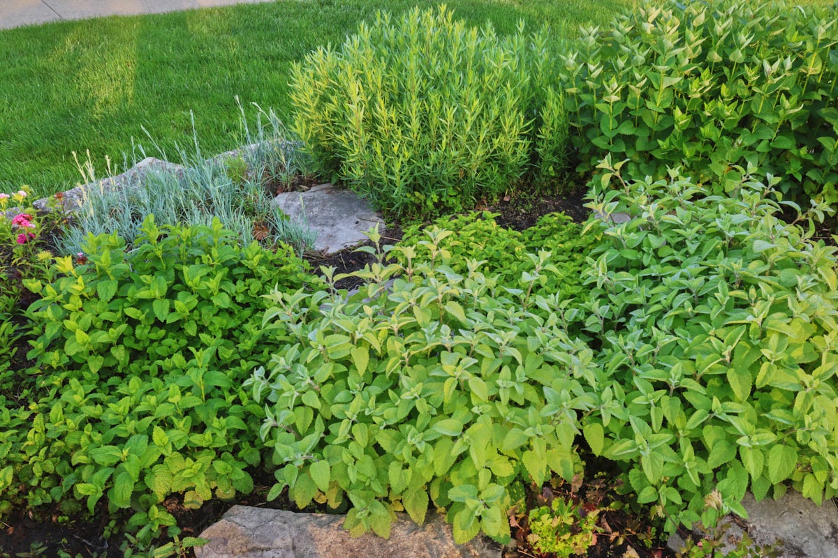 various citrus balm plants, sweet william, clove pink, french tarragon, anise hyssop, and cilantro plants