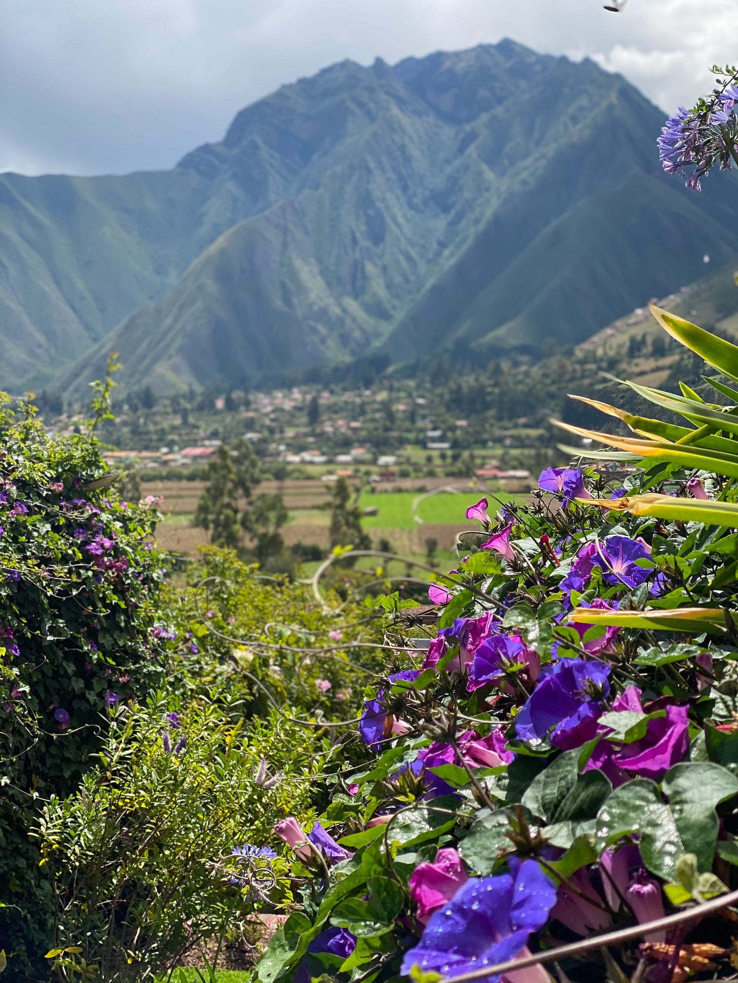 Morning glories in the foreground, the Andes in the background. It’s a turtle adventure, like, for real.