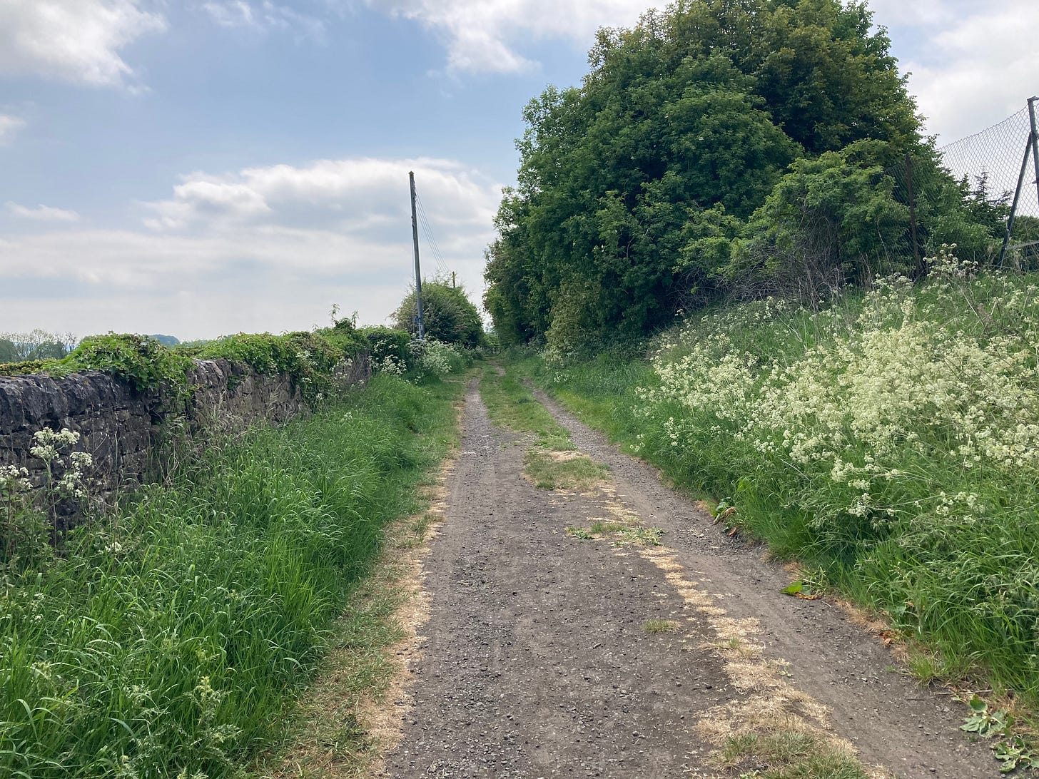 A country lane in Derbyshire, May 2025 