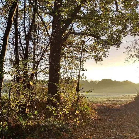 Images of Bore Place in Kent Uk. Woods, people meditating and a stock image of vegetables with a soup
