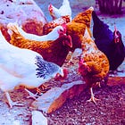 Congress Moves to Codify Federal Poultry Outbreak Control Under 'National Security' Law as Bird Flu Infrastructure Expands Globally