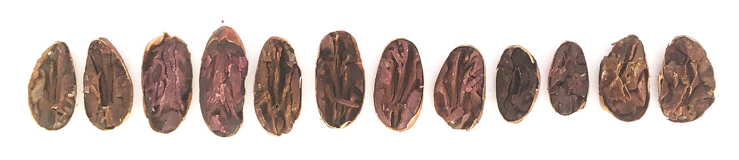 Cocoa bean cut test