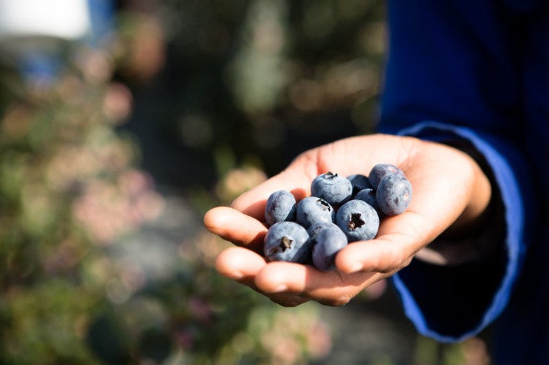 Blueberries grown at Strathbreede's high-spec farm. Blueberries grown at Strathbreede's high-spec farm.