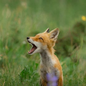 Echoes of the wilds