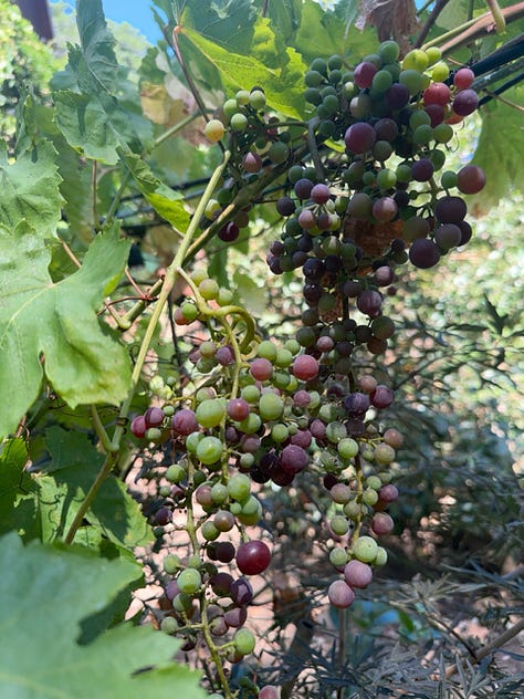 July Playgarden in Bloom