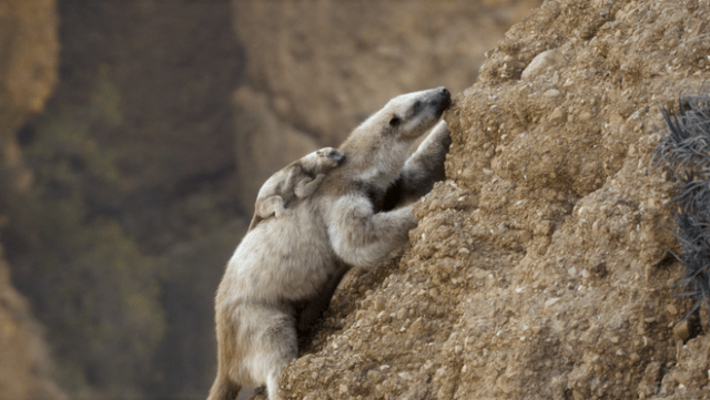 Rock-climbing sloths in “Prehistoric Planet: Ice Age,” premiering Wednesday, November 26, 2025 on Apple TV+. Rock-climbing sloths in “Prehistoric Planet: Ice Age,” premiering Wednesday, November 26, 2025 on Apple TV+.