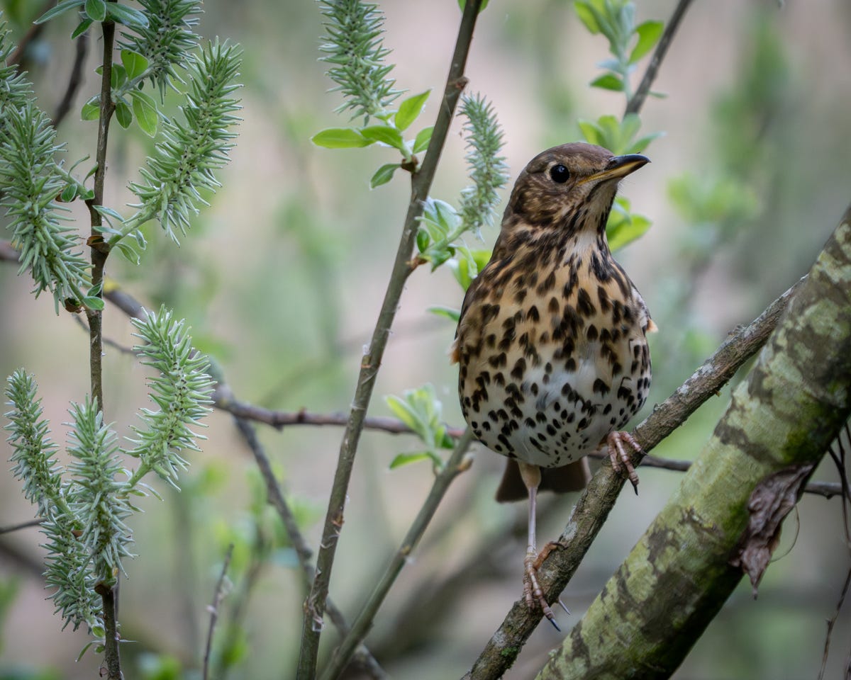 A brown bird with a creamy, mottled chest looks at the camera suspiciously from a leafy branch