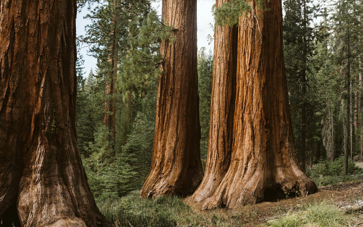 redwood trees in a forest. 