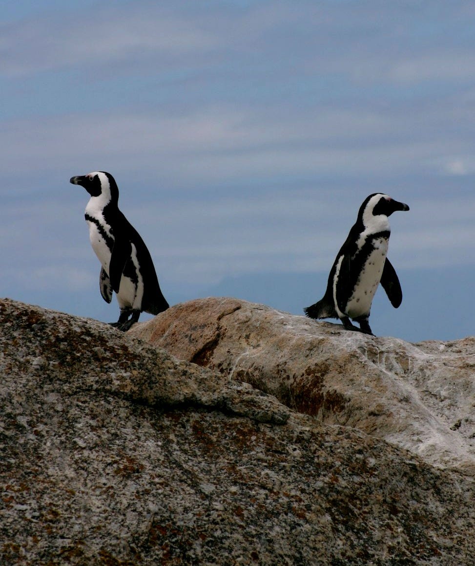 two penguins standing on rock