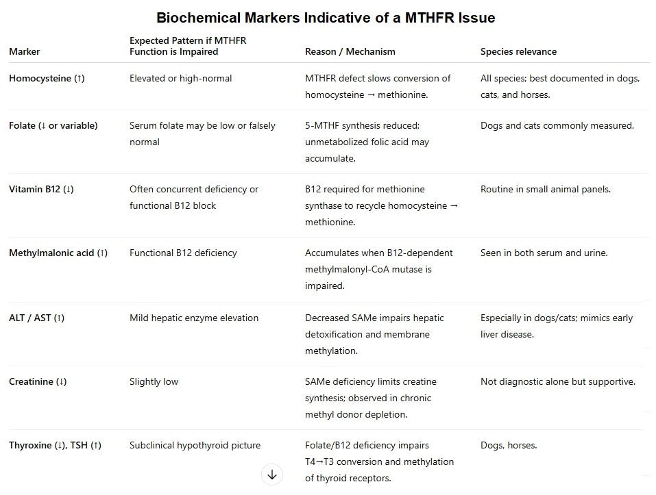 Mthfr Experts MTHFR - Natural Vet