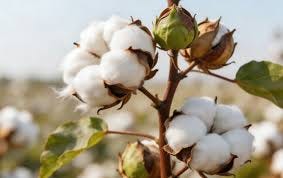 Geopolitical Conflicts and Strong US Dollar Weigh on ICE Cotton for Second  Consecutive Day-Globaltextiles.com