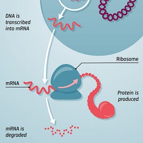 Don’t Shoot the Messenger RNA