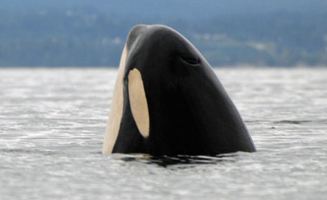 Orcas spyhopping