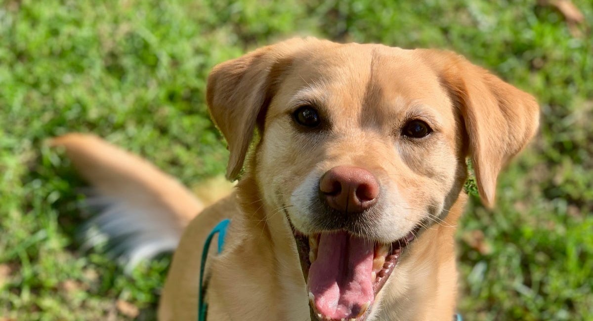Top 5 Dog-Friendly Countries in Europe