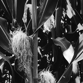 Learning in Monochrome - Digital and Analog
