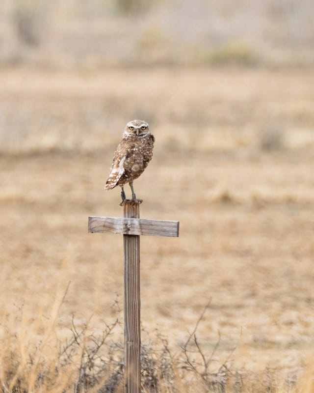 20260716-BurrowingOwl-555-Edit.jpg