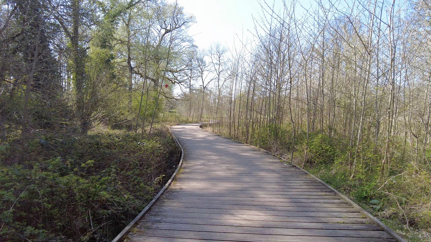 A boardwalk through the wettest parts of the woods to keep your feet dry. Kingston Lacy House.