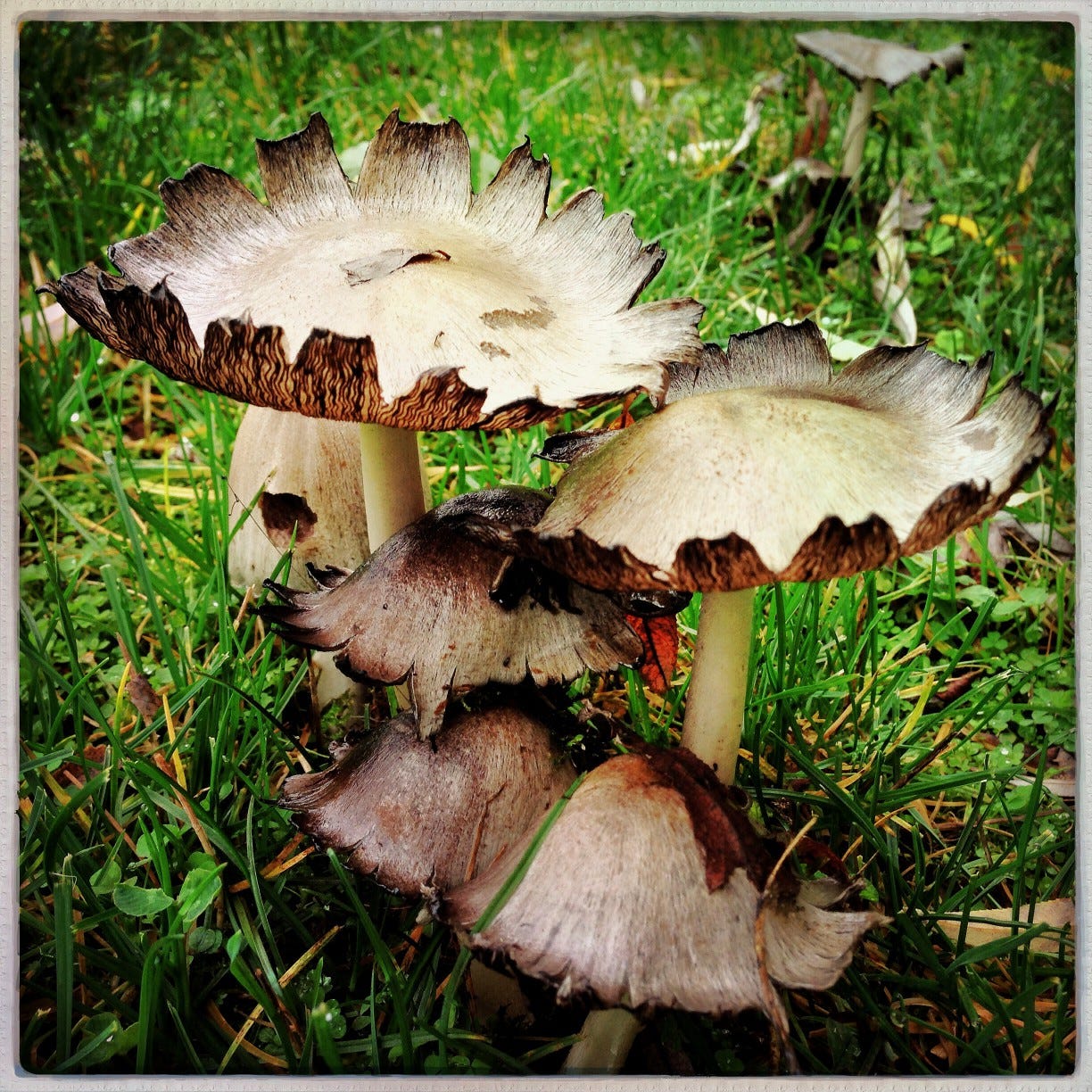 A family of five mushrooms surrounde by green grass and light brown pine needles.