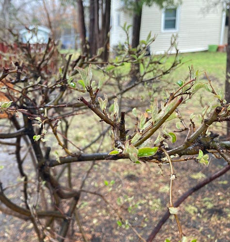 Images of buds on bushes and trees, flowering trees, a hammock and moss.