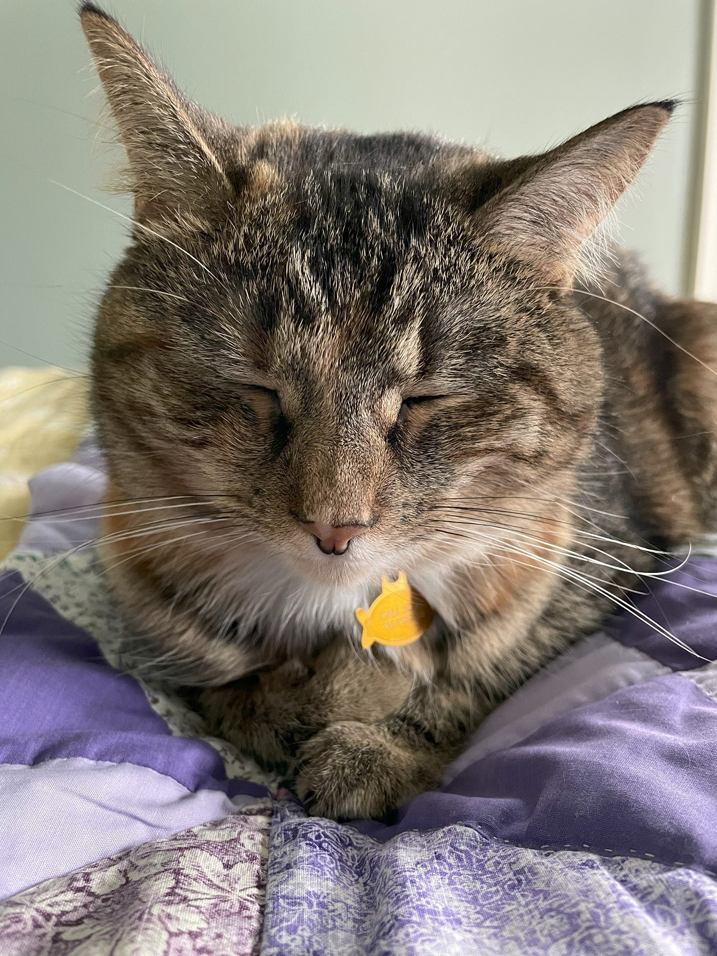 An adorable cat with eyes closed and paws crossed