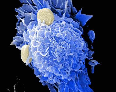 Three images of human cells taken with a microscope, each revealing a different intricate design, not unlike the galaxy images